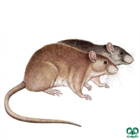 گونه موش قهوه‌ای Brown rat